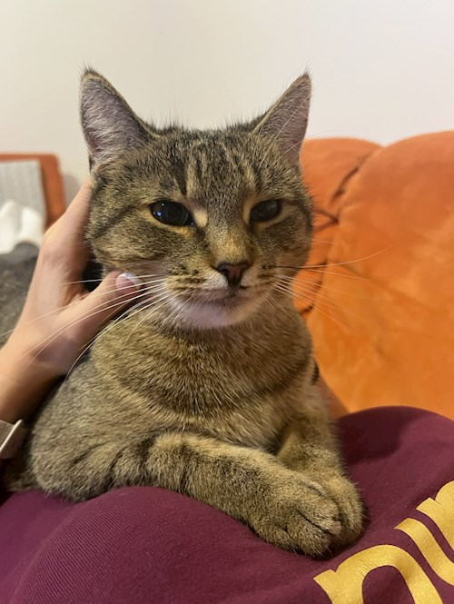 Dominika- petsitter Praha or Pet nanny for cats