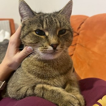 thumbnail petsitter Praha or pet nanny for cats