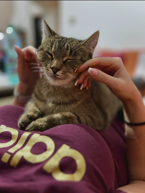 Dominika- petsitter Praha or Pet nanny for cats