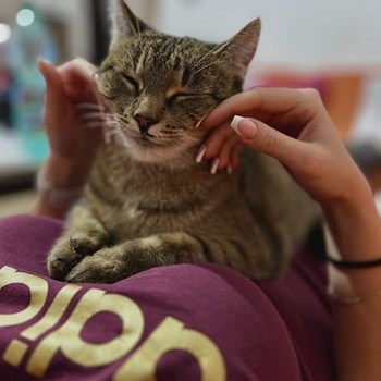 thumbnail petsitter Praha or pet nanny for cats
