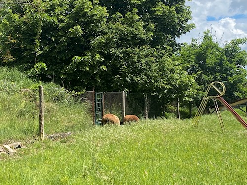 Petronela- petsitter Orlík nad Vltavou nebo Páníček pro psi kočky