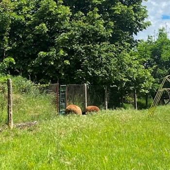 thumbnail petsitter Orlík nad Vltavou nebo páníček pro psi kočky