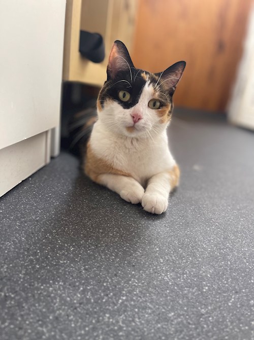 Eliška- petsitter praha 8 nebo Páníček pro psi kočky