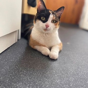 thumbnail petsitter praha 8 nebo páníček pro psi kočky