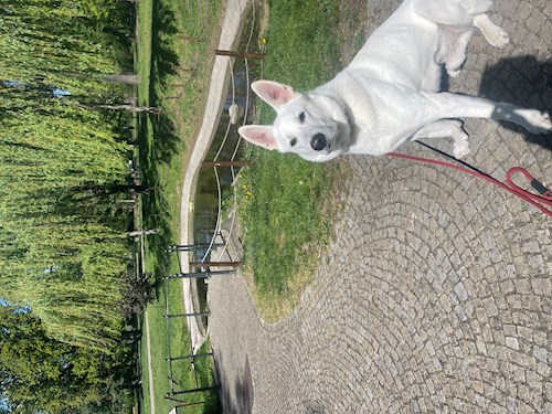 Eliška- petsitter praha 8 nebo Páníček pro psi kočky