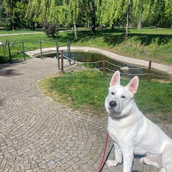 thumbnail petsitter praha 8 nebo páníček pro psi kočky