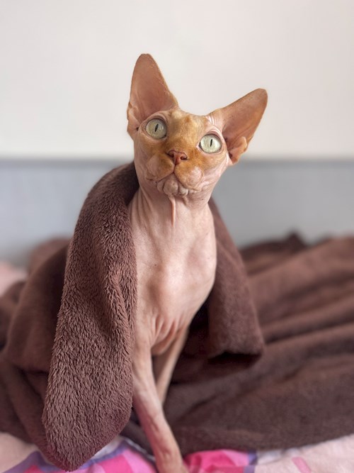 Eliška- petsitter praha 8 nebo Páníček pro psi kočky