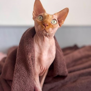 thumbnail petsitter praha 8 nebo páníček pro psi kočky