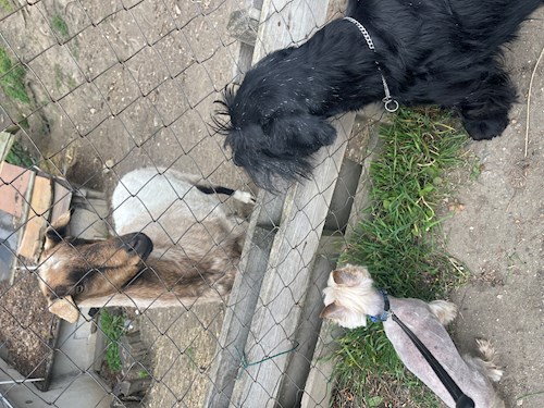 Eliška- petsitter praha 8 nebo Páníček pro psi kočky