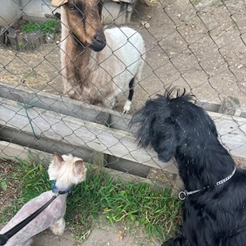 thumbnail petsitter praha 8 nebo páníček pro psi kočky