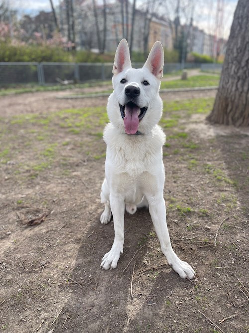 Eliška- petsitter praha 8 nebo Páníček pro psi kočky