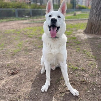 thumbnail petsitter praha 8 nebo páníček pro psi kočky