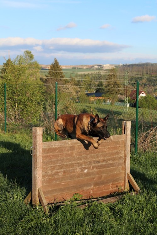 Julie- petsitter Horní Cerekev nebo Páníček pro psi kočky