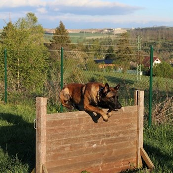 thumbnail petsitter Horní Cerekev nebo páníček pro psi kočky