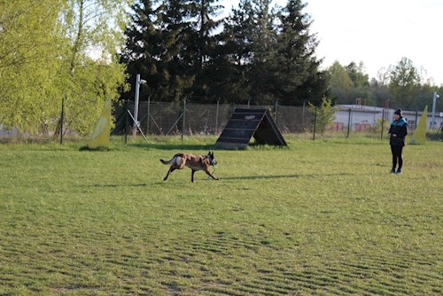 Julie- petsitter Horní Cerekev nebo Páníček pro psi kočky