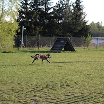 thumbnail petsitter Horní Cerekev nebo páníček pro psi kočky