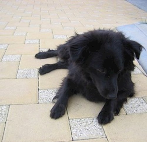 Klára- petsitter Jihlava or Pet nanny for dogs cats