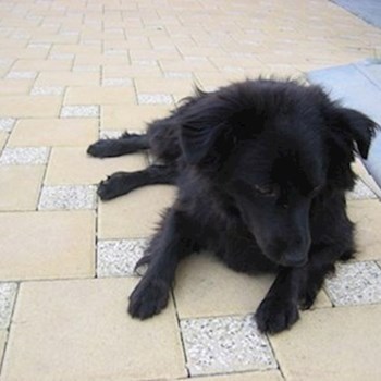 thumbnail petsitter Jihlava or pet nanny for dogs cats