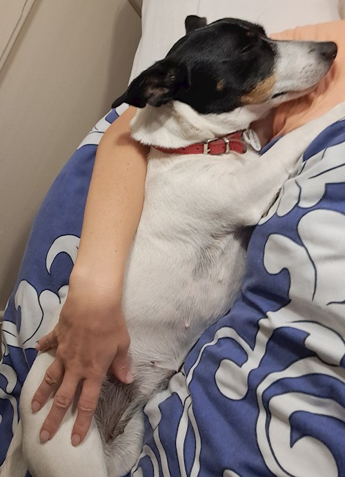 Jana- petsitter Praha 8 nebo Páníček pro psi kočky