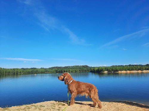 Jana- petsitter Praha 8 nebo Páníček pro psi kočky
