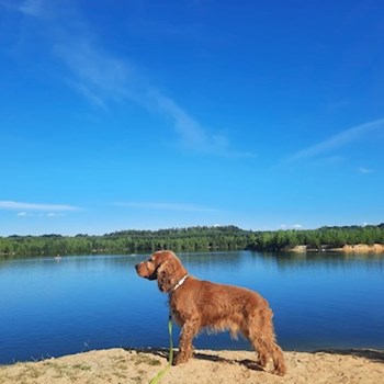 thumbnail petsitter Praha 8 nebo páníček pro psi kočky