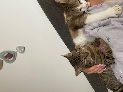 Kristýna- petsitter Velichovky or Pet nanny for dogs cats