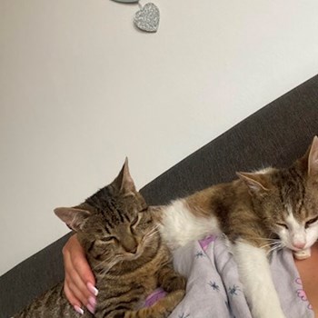 thumbnail petsitter Velichovky or pet nanny for dogs cats