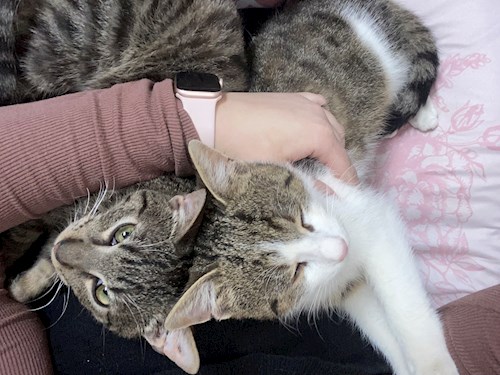 Kristýna- petsitter Velichovky or Pet nanny for dogs cats