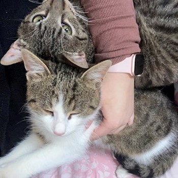 thumbnail petsitter Velichovky or pet nanny for dogs cats