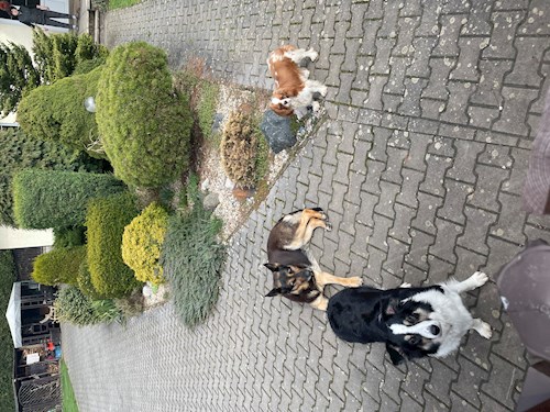 Barbora- petsitter Praha nebo Páníček pro psi kočky