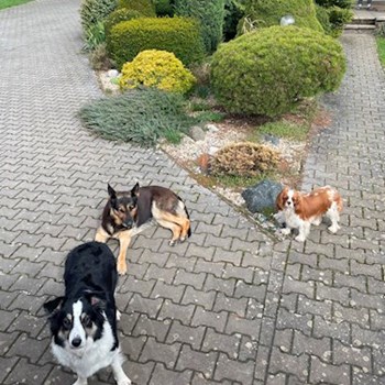 thumbnail petsitter Praha nebo páníček pro psi kočky