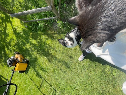 Barbora- petsitter Praha nebo Páníček pro psi kočky