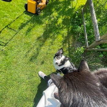 thumbnail petsitter Praha nebo páníček pro psi kočky