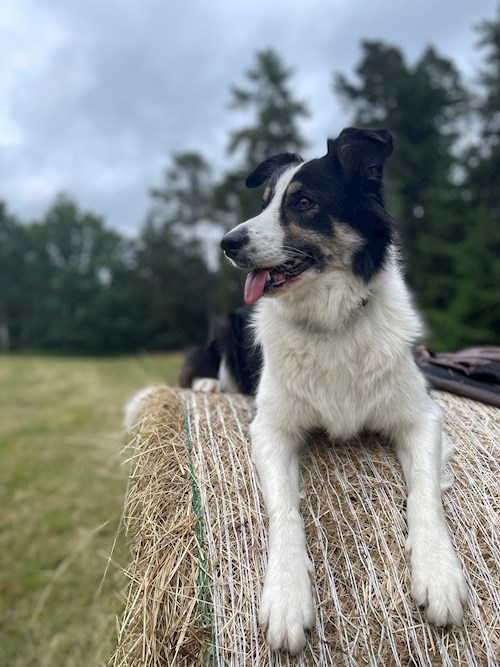 Barbora- petsitter Praha nebo Páníček pro psi kočky