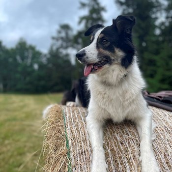 thumbnail petsitter Praha nebo páníček pro psi kočky