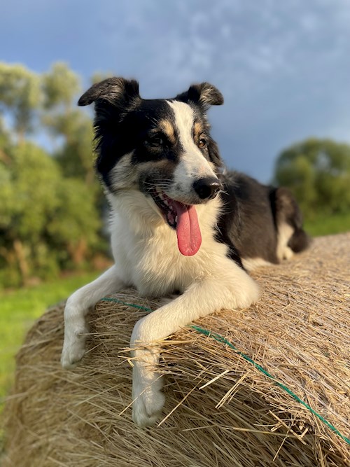 Barbora- petsitter Praha nebo Páníček pro psi kočky
