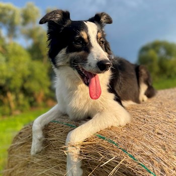 thumbnail petsitter Praha nebo páníček pro psi kočky