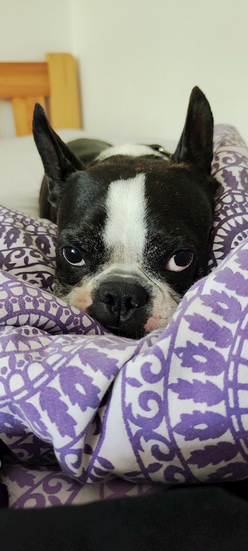 Alžběta- petsitter Praha 6 nebo Páníček pro