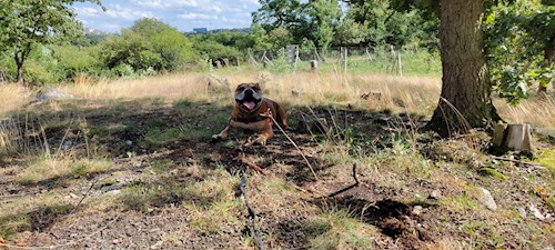 Alžběta- petsitter Praha 6 nebo Páníček pro