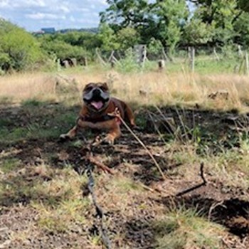 thumbnail petsitter Praha 6 nebo páníček pro