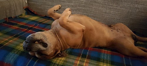 Alžběta- petsitter Praha 6 nebo Páníček pro