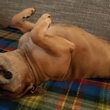 thumbnail petsitter Praha 6 nebo páníček pro