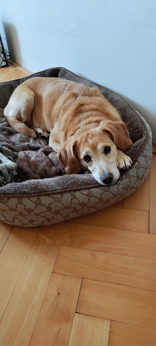 Alžběta- petsitter Praha 6 nebo Páníček pro