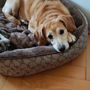 thumbnail petsitter Praha 6 nebo páníček pro