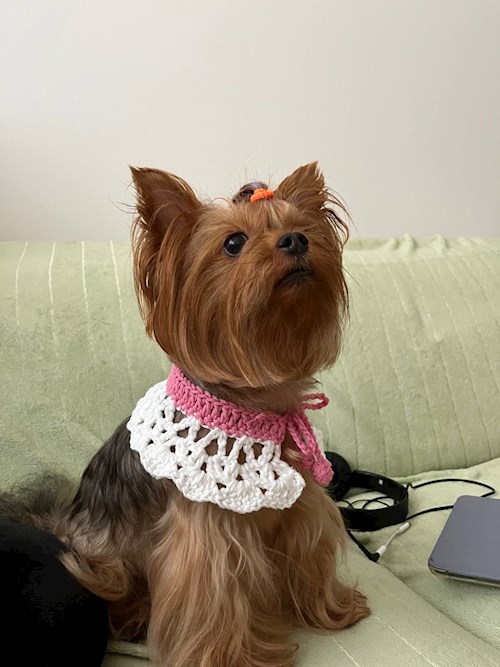 Nelli- petsitter Pilsen or Pet nanny for dogs cats