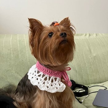 thumbnail petsitter Pilsen or pet nanny for dogs cats