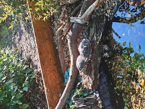 Adéla- petsitter Brandýs nad Labem-Stará Boleslav or Pet nanny for dogs cats