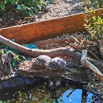 thumbnail petsitter Brandýs nad Labem-Stará Boleslav or pet nanny for dogs cats