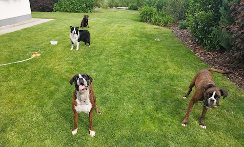 Adéla- petsitter Brandýs nad Labem-Stará Boleslav or Pet nanny for dogs cats