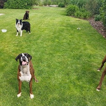 thumbnail petsitter Brandýs nad Labem-Stará Boleslav or pet nanny for dogs cats